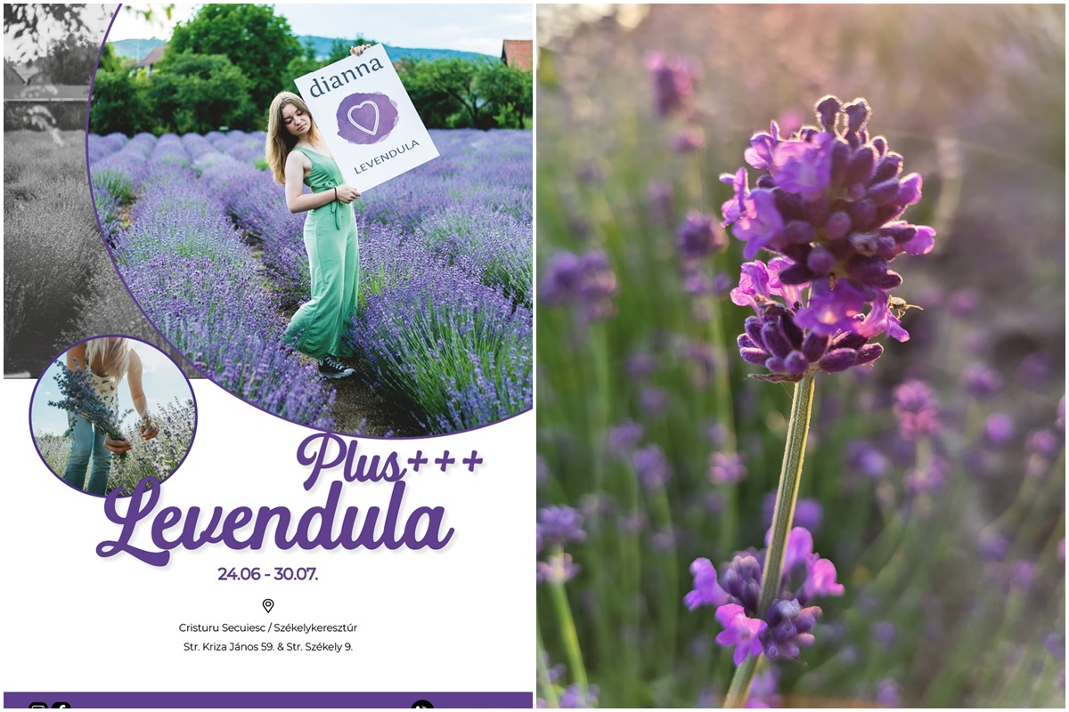 Lavendel, Lavendel und mehr ... in Siebenbürgen